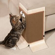 New Stop Cat From Scratching Couch 49 About Remodel Office Sofa Ideas With Stop Cat From Scratching Couch Cats Pets Crazy Cats