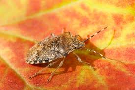 Highly likely to be transported internationally accidentally. New Zealand And Australia Issue Stink Bug Warning Gard