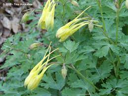 Columbine Aquilegia A Seasonal Look My Gardener Says