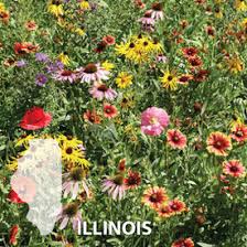You just need to visit their webpage to sign up and claim your free package of bee friendly wildflower seeds from veseys and general mills honey nut cheerios! Midwest Mixes Wildflower Seed Urban Farmer