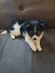 In order to find dachshund puppies for sale in pittsburgh pa, you will want to check out some of the breeders in your area and visit their kennels. Chihuahua Puppies For Sale In Pittsburgh Pa