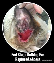Image result for abscess dog's ear flap