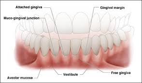 Anatomy Of The Periodontium An Overview Of Dental Anatomy Continuing Education Course Dentalcare Com