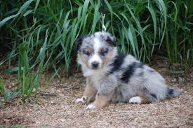 The border aussie (also often referred to as the aussieollie and the australian collie) is not a purebred dog, it's such high energy levels mean that you have to supply this border collie aussie mix with a good amount of exercise on a daily basis for them to stay physically healthy and happy. Adorable Australian Shepherd Border Collie Heeler Cross Puppies For Sale In Wellington Colorado Classified Americanlisted Com