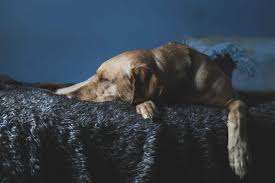 By injecting this huge volume of potassium chloride, it results in the increase in the blood potassium level of the animal which results in a fatal and severe heart failure. How Much Does It Cost To Put A Dog Down Your Dog Advisor