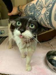 Kitten With Adorable Ears Is So Happy To Be Loved After She Was Rescued As Stray Love Meow Gatos Resgate De Animais Fotos De Animais