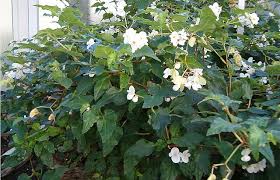 Image result for Rhynchosia torrei