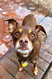 Murray is a great boy who can be sweet and playful, but he does have some quirks and triggers. 7 Cuddly Canines To Adopt Now In Phoenix
