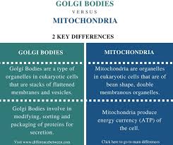 The golgi body is an organelle found in most eukaryotic cells. Difference Between Golgi Bodies And Mitochondria Compare The Difference Between Similar Terms