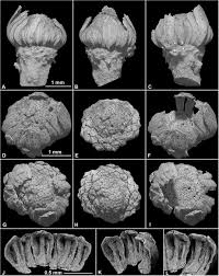 We did not find results for: Cecilanthus Polymerus A Novel Multiparted Flower From The Mid Cretaceous Rocky Point Locality Maryland