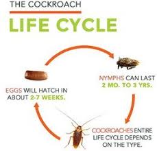 This is the quick and simple method because it doesn't account for perspective (something i will cover in lesson 6) Life Cycle Of Cockroaches How To Combat Them Ecomist Blog