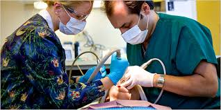 Check spelling or type a new query. My Root Canal It S A Blur The New York Times