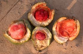 Image result for Clitandra cymulosa