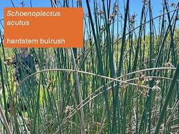 Image result for Schoenoplectus muricinux