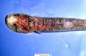 Image result for Gouania tiliifolia