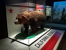 The california bear flag was first raised in sonoma, california in 1846 by rebellious white settlers, who declared independence for california, in what came to be known as the bear flag revolt. California Grizzly Bear Wikipedia