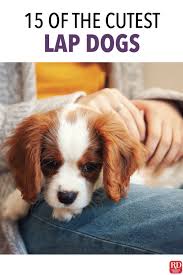 15 Of The Cutest Lap Dogs Family Dogs Breeds Cute Dogs Breeds Lap Dog Breeds