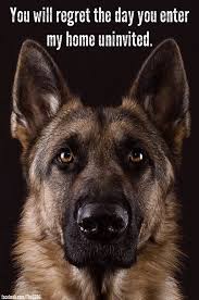 On A Lighter Note And Continuing My Love For Dogs Having A Large German Shepherd Guarding The Door Really German Shepherd Dogs German Shepherd Shepherd Dog