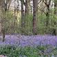 Woodland Management with the Kingston University event image