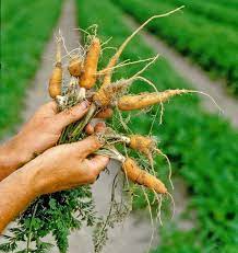 And management of pest and disease affecting in vegetable, seed production techniques, preparation of but, if possible, sky nursery bed is very good option during rainy season (sky nursery bed is described below in 3.2.2 carrot. Carrot Diseases And Pests Description Uses Propagation