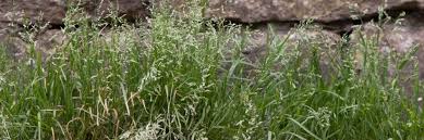 Image result for Poa annua