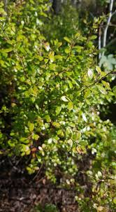 Image result for Ctenium somalense