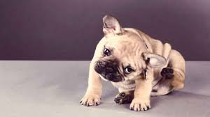 Skin ulceration and draining lesions can be caused by a variety of underlying problems. 10 Terrible Skin Issues In Dogs When To Seek Help