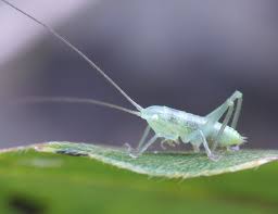 ご近所の小さな生き物たち - ココログ