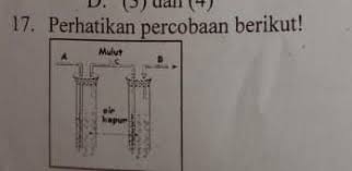 Air kapur yang dihembuskan nafas akan menjadi keruh hal ini disebabkan. Air Kapur Bening Berubah Menjadi Keruh Setelah Pipa C Ditiup Udara Pernafasan Kegiatan Tersebut Brainly Co Id
