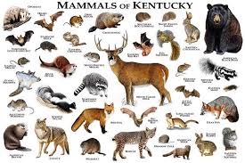 Mammals Of Kentucky Poster Print Kentucky Mammals Field Etsy Mammals Animals Fox Squirrel