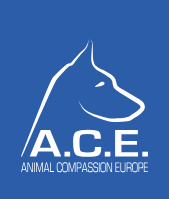 Unsere hunde wünschen sich ein sicheres und liebevolles zuhause! Ace Tiere In Not Helfen Macht Stark