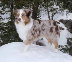 Some Of The Things We Adore About The Work Oriented Australian Shepherd Pup Australianshepherdsoftheday Australian Aussie Dogs Australian Shepherd Dog Breeds