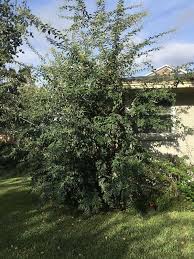 Check the flowering almond shrub for dead or unhealthy branches, and remove this growth back to the crown of the shrub with the pruning shears. Garden Q A My Sweet Almond Bush Is Getting Out Of Control Entertainment Life The Florida Times Union Jacksonville Fl