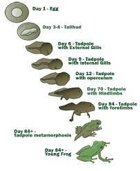 What should i do to prevent future death? Looking After Tadpoles Tips To Help You Do It Successfully The Pet Blog Lady Celebrating Our Pets