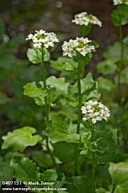Image result for Cardamine obliqua