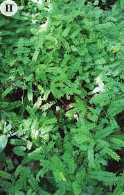 Image result for Lasiodiscus mannii