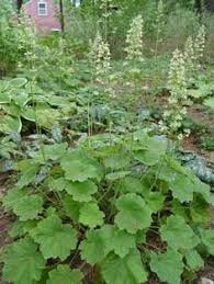 Aralia Cordata Sun King Plants For Terrace Shade Garden Sun Plants