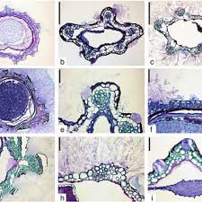 Image result for Pentzia incana