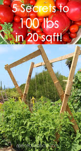 In a raised bed, you can grow your plants closer together, producing more tomatoes for your space. 5 Secrets To Grow Tomatoes 100 Lbs In 20 Square Feet A Piece Of Rainbow