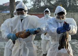 It can also affect humans and other mammals. 2 500 Birds Culled To Stop Bird Flu Spread In Bihar