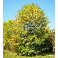 Importação e exportação de plantas medicinais. Freixo Das Flores Venda Freixo Das Flores Fraxinus Ornus Arvores Para Jardim Flores Plantas