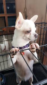 Cihuahua jantan dan betina warna black tan umur 3 5 bln stb licah lucu rakus cihuahua coklat betina.untuk lengkapnya silahkan klik link dunia anjing diatas. Chihuahua Chihuahua Funny Chihuahua Love Chihuahua Puppies