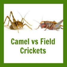 Camel crickets are related to cave cricket and they look like spiders. What S The Difference Between Camel Crickets And Field Crickets