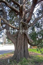 Image result for Calocedrus decurrens