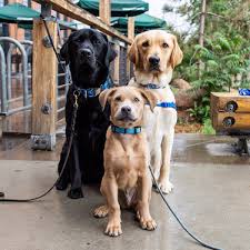 Vips expire after the 6 or 12 month period from point of. Doggy Daycare Near Me Hiring 2021 At Puppies Api Ufc Com