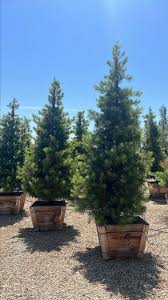 Image result for Podocarpus