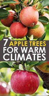 Best Apple Trees For Southern Climates Zone 8 10 Low Chill Hours Apple Tree Fruit Trees In Containers Fruit Trees Backyard