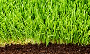 We also offer senior discounts, military discounts, and. Chem Wise Ecological Pest Management Reviews Aurora Il Angi