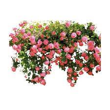 Roses Fence Png Plant Design Ivy Plants Tree Photoshop