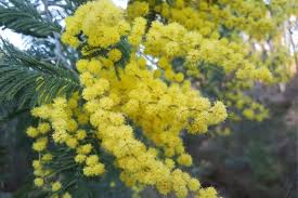 Maybe you would like to learn more about one of these? Lovely Meaning And Symbolism Of Mimosa Flower You Want To Know Florgeous
